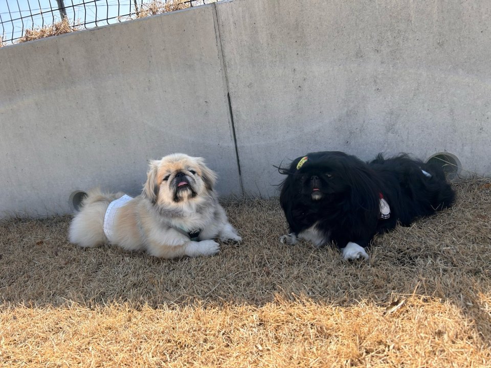 犬の美容室Poo(プー)