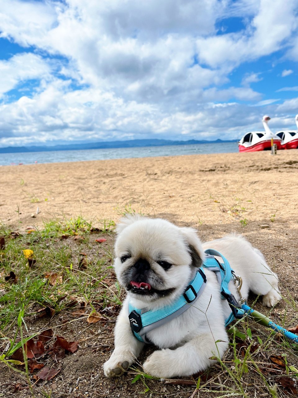 福島市の可愛いペット大集合! | I♥PETs(アイラブペット)