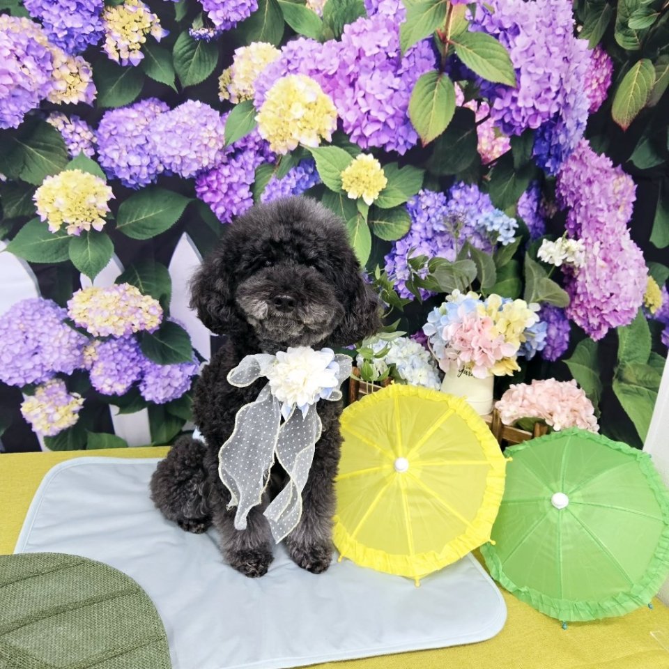 https://www.gurutto-fukushima.com/db_img/cl_img/468/news/images/app_uQ6qEZ_202505010654.jpg