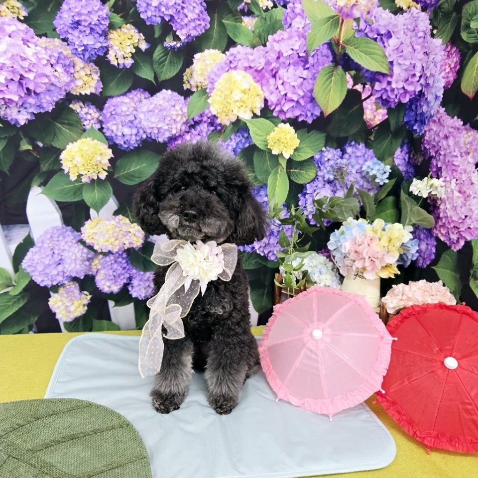 https://www.gurutto-fukushima.com/db_img/cl_img/468/news/images/app_yXC9x7_202505010654.jpg