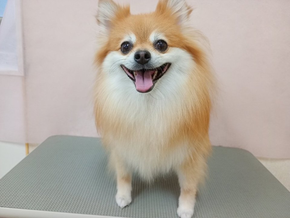 https://www.gurutto-fukushima.com/db_img/cl_img/836/news/images/app_2JXqBG_202608201748.jpg