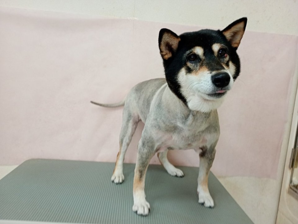 https://www.gurutto-fukushima.com/db_img/cl_img/836/news/images/app_2k2s1t_202610291236.jpg