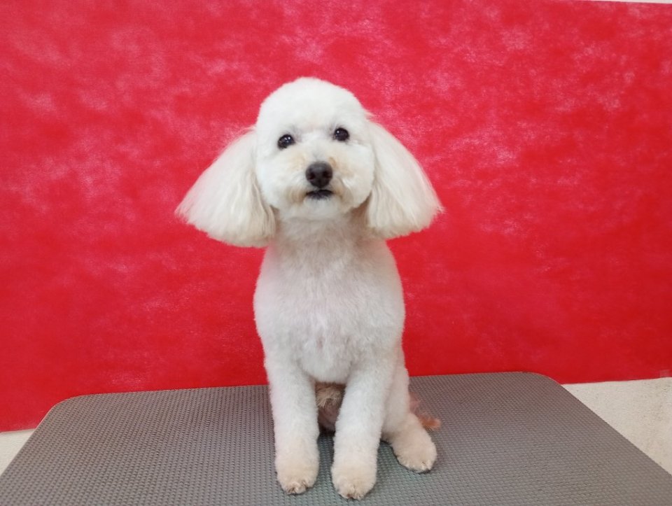 https://www.gurutto-fukushima.com/db_img/cl_img/836/news/images/app_3HmDMb_202608211546.jpg