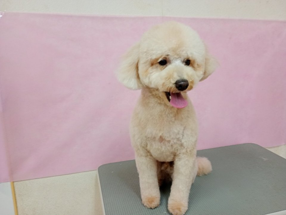 https://www.gurutto-fukushima.com/db_img/cl_img/836/news/images/app_3vrObj_202501041411.jpg
