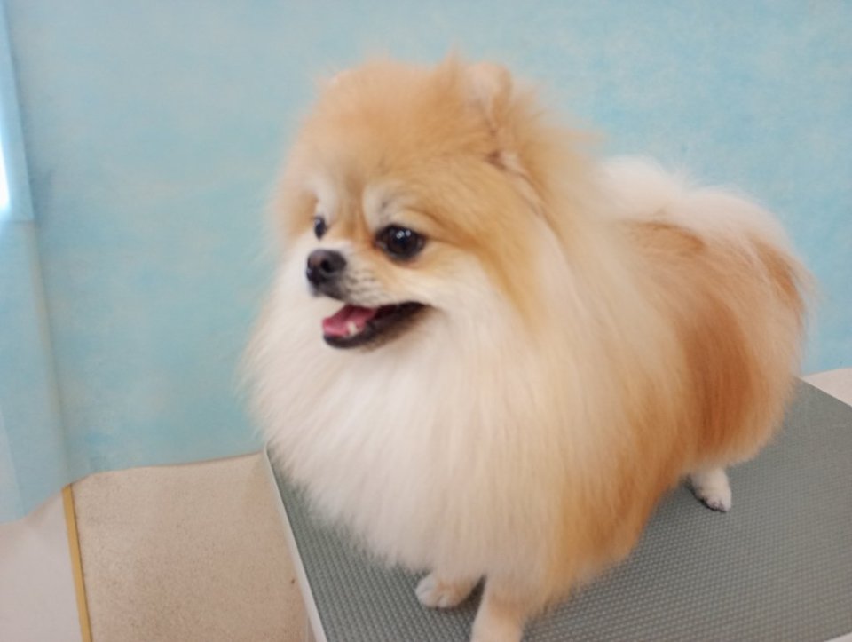 https://www.gurutto-fukushima.com/db_img/cl_img/836/news/images/app_6E1frw_202501221705.jpg