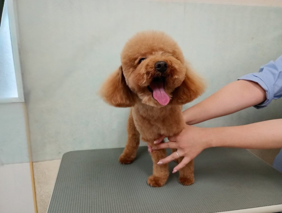 https://www.gurutto-fukushima.com/db_img/cl_img/836/news/images/app_90QnH6_202606041710.jpg
