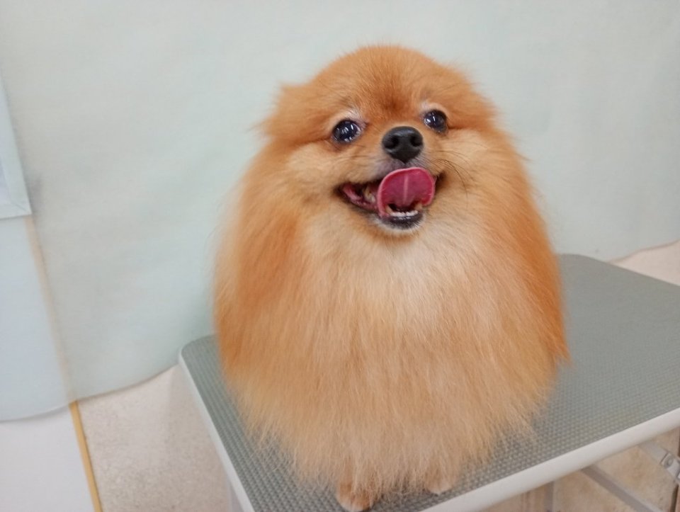 https://www.gurutto-fukushima.com/db_img/cl_img/836/news/images/app_A8D4nM_202610051644.jpg