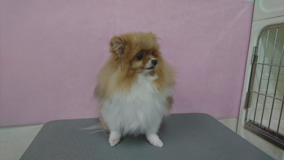 https://www.gurutto-fukushima.com/db_img/cl_img/836/news/images/app_FXkNzO_202408111802.jpg