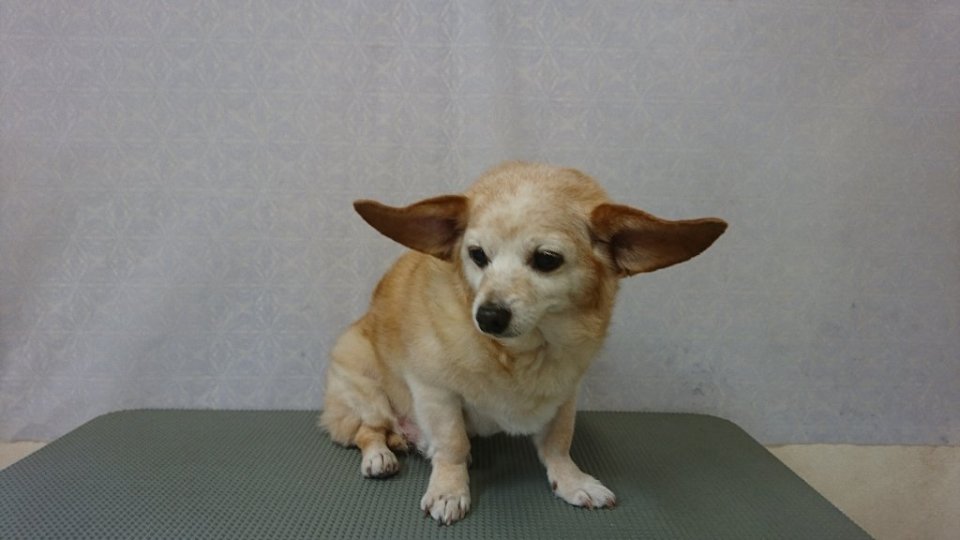 https://www.gurutto-fukushima.com/db_img/cl_img/836/news/images/app_JC159q_202311160836.jpg