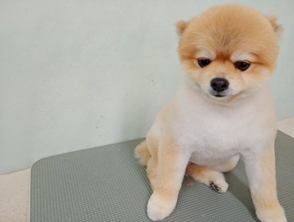 https://www.gurutto-fukushima.com/db_img/cl_img/836/news/images/app_KYJruv_202609101721.jpg