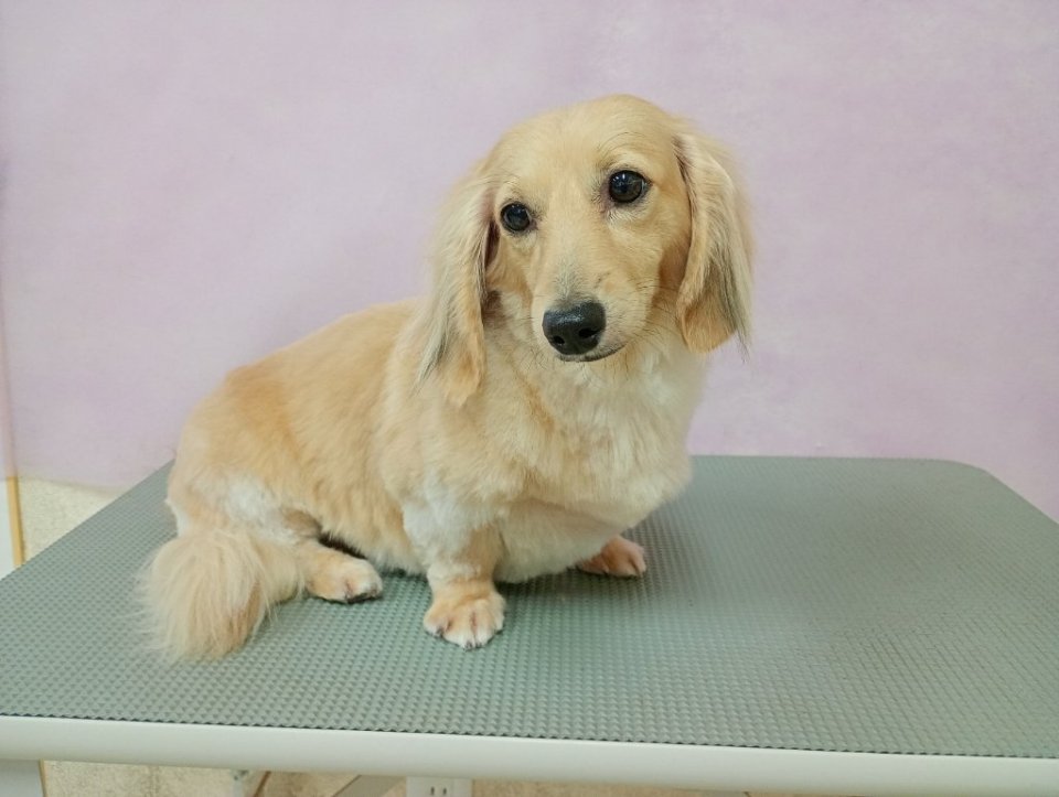 https://www.gurutto-fukushima.com/db_img/cl_img/836/news/images/app_LPFIHe_202608021738.jpg