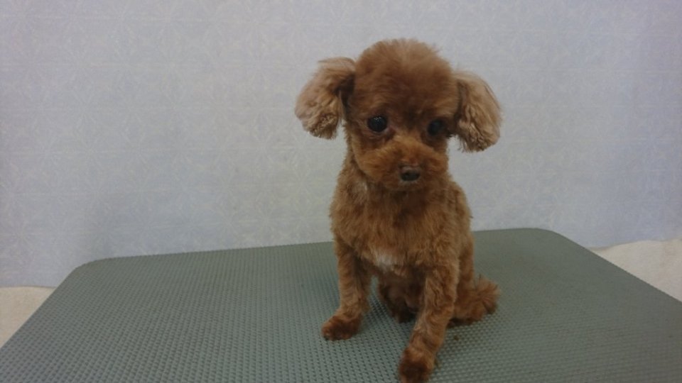 https://www.gurutto-fukushima.com/db_img/cl_img/836/news/images/app_MBSbKE_202402071651.jpg