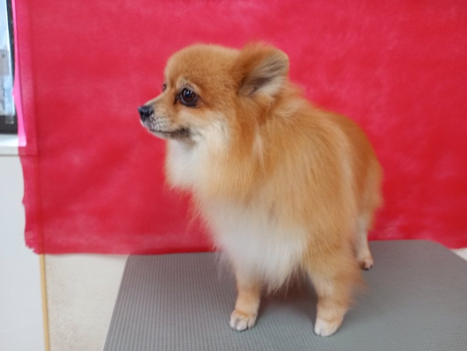 https://www.gurutto-fukushima.com/db_img/cl_img/836/news/images/app_QSCZT0_202605241828.jpg