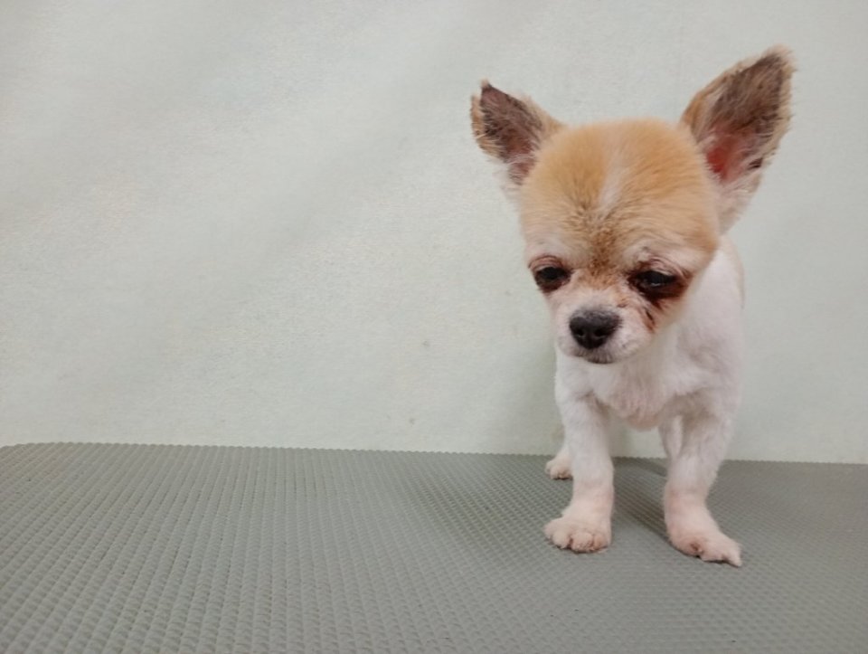 https://www.gurutto-fukushima.com/db_img/cl_img/836/news/images/app_RP2HGz_202608071727.jpg