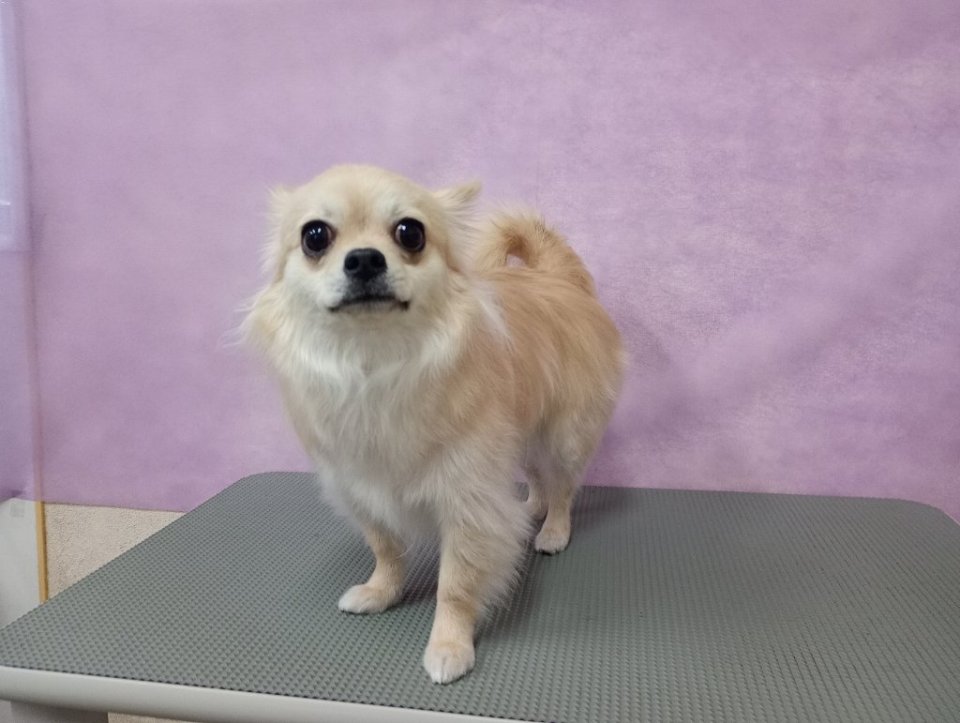 https://www.gurutto-fukushima.com/db_img/cl_img/836/news/images/app_Y1pbYH_202502081758.jpg