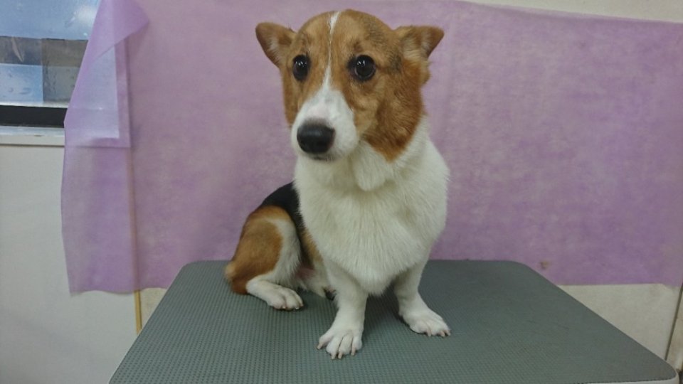 https://www.gurutto-fukushima.com/db_img/cl_img/836/news/images/app_ZWXzof_202409121756.jpg