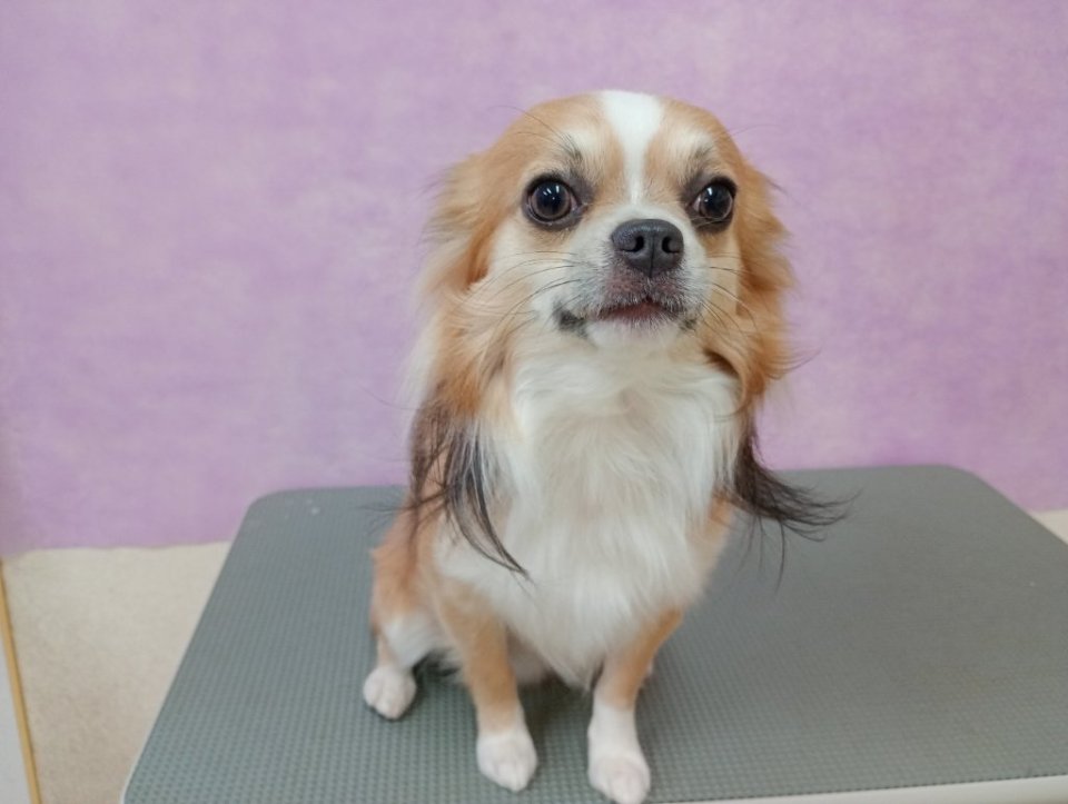 https://www.gurutto-fukushima.com/db_img/cl_img/836/news/images/app_bhfMvx_202502231739.jpg
