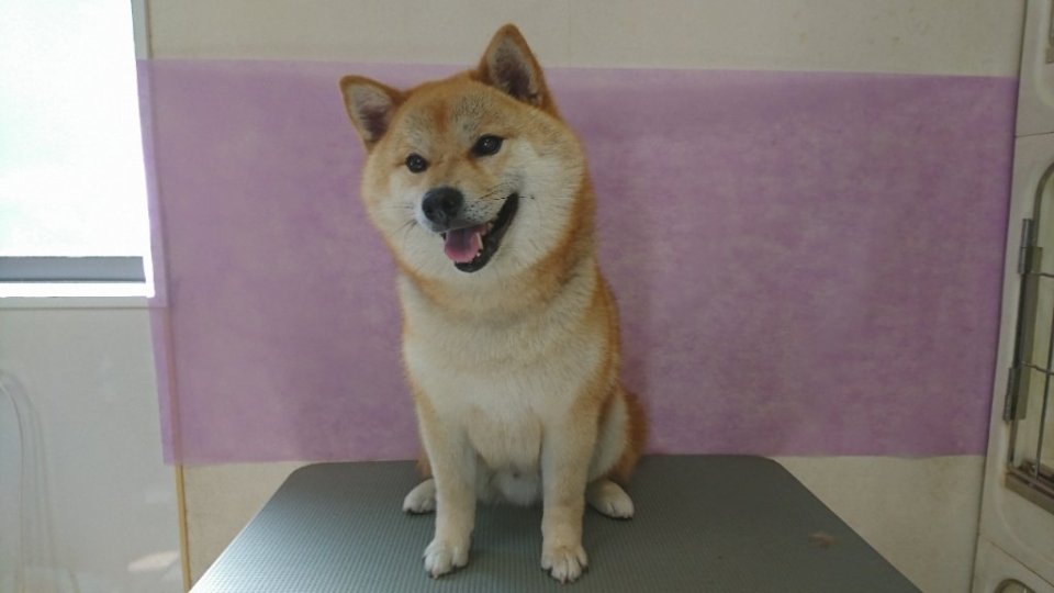 https://www.gurutto-fukushima.com/db_img/cl_img/836/news/images/app_cuWalK_202405101811.jpg