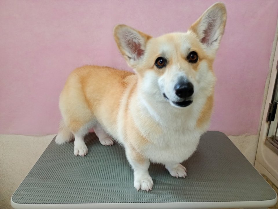 https://www.gurutto-fukushima.com/db_img/cl_img/836/news/images/app_l52E76_202501191750.jpg