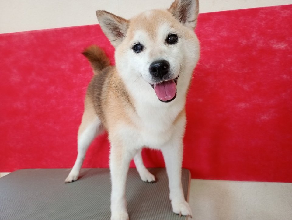https://www.gurutto-fukushima.com/db_img/cl_img/836/news/images/app_lMYSUF_202607151738.jpg