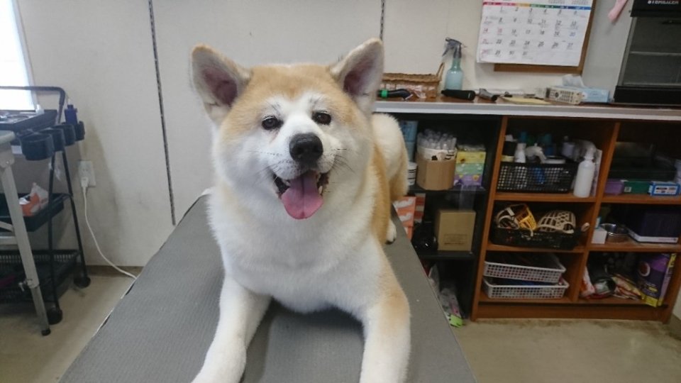 https://www.gurutto-fukushima.com/db_img/cl_img/836/news/images/app_npSW2D_202407181807.jpg