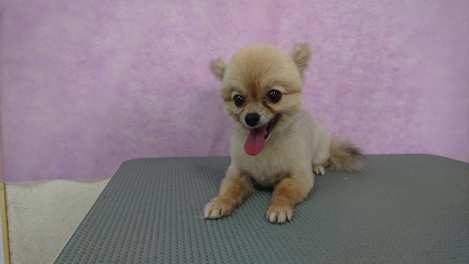 https://www.gurutto-fukushima.com/db_img/cl_img/836/news/images/app_oltiAH_202406271849.jpg