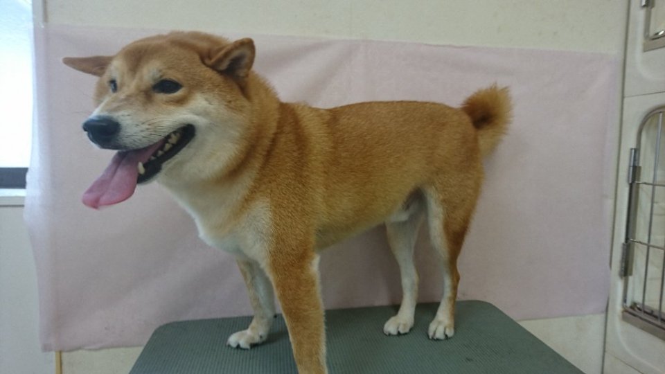 https://www.gurutto-fukushima.com/db_img/cl_img/836/news/images/app_pLIzaF_202311201750.jpg