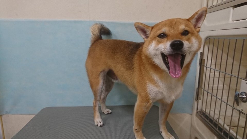 https://www.gurutto-fukushima.com/db_img/cl_img/836/news/images/app_prirOx_202410091737.jpg