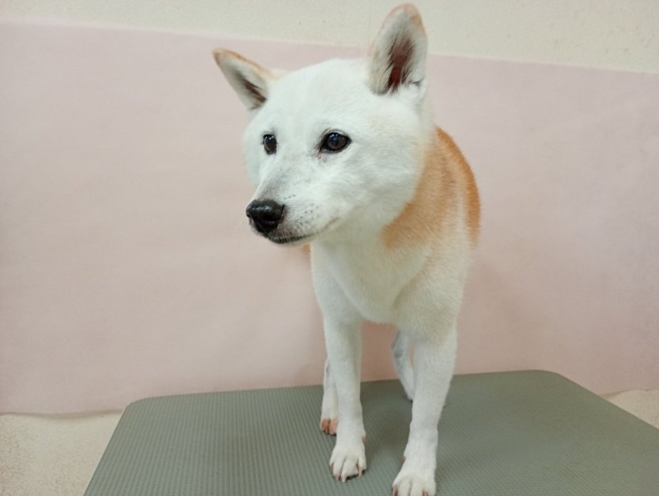 https://www.gurutto-fukushima.com/db_img/cl_img/836/news/images/app_qDdpQz_202610171724.jpg