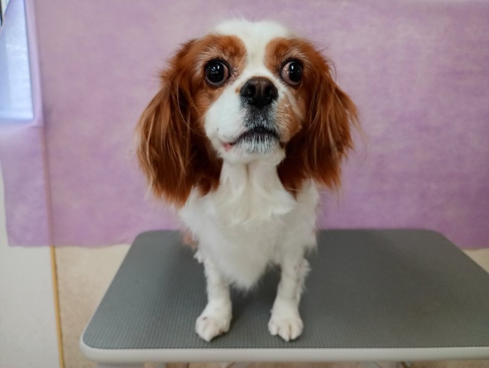 https://www.gurutto-fukushima.com/db_img/cl_img/836/news/images/app_qJkTMh_202503221834.jpg