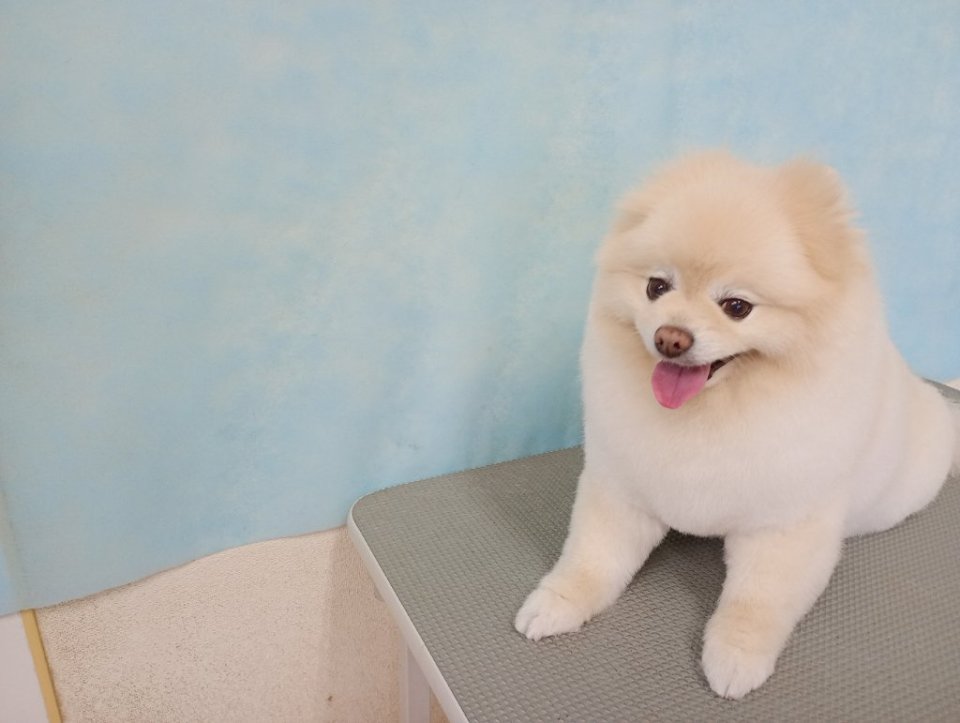 https://www.gurutto-fukushima.com/db_img/cl_img/836/news/images/app_qXN2P5_202503171734.jpg