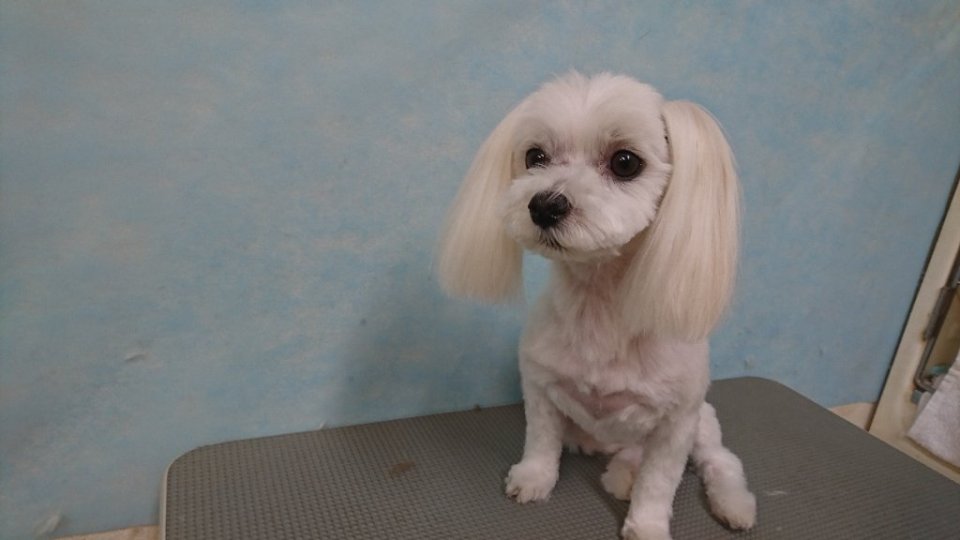 https://www.gurutto-fukushima.com/db_img/cl_img/836/news/images/app_tOrzGC_202407141844.jpg