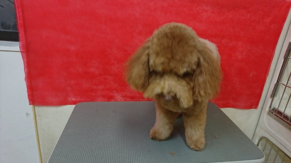 https://www.gurutto-fukushima.com/db_img/cl_img/836/news/images/app_tim2JU_202403211933.jpg