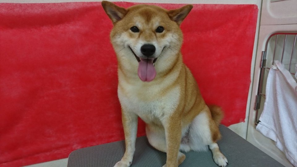 https://www.gurutto-fukushima.com/db_img/cl_img/836/news/images/app_vI4A6v_202408011723.jpg