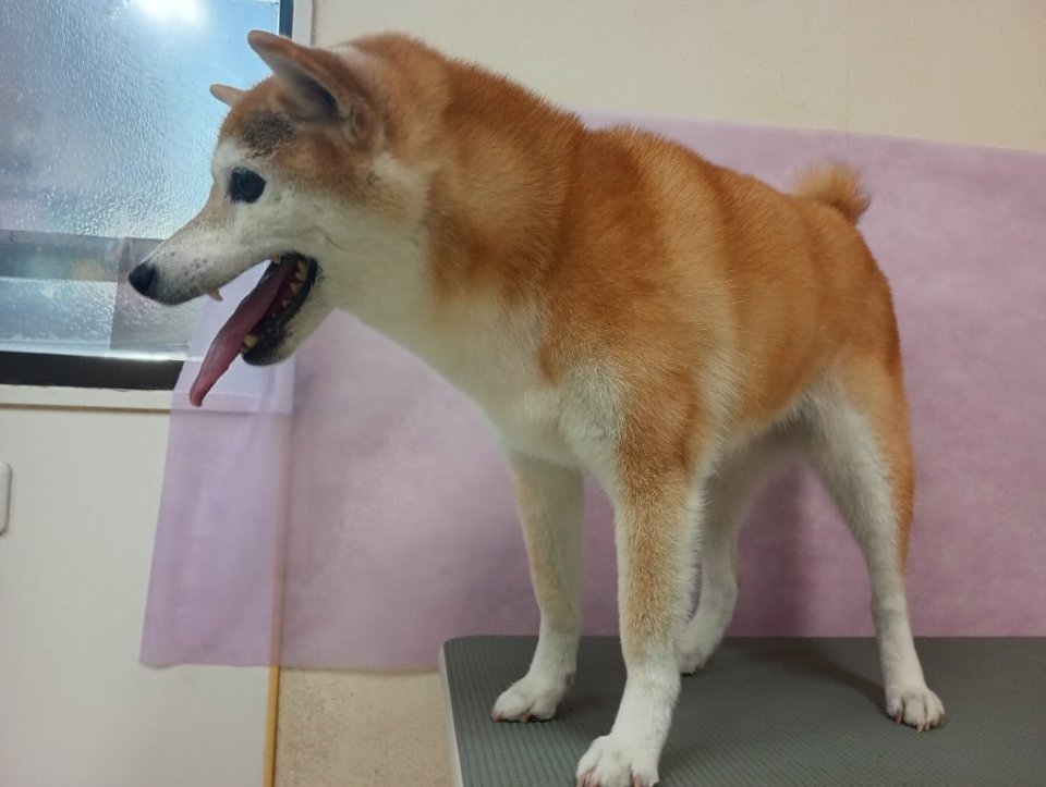 https://www.gurutto-fukushima.com/db_img/cl_img/836/news/images/app_wxp2cy_202603181858.jpg