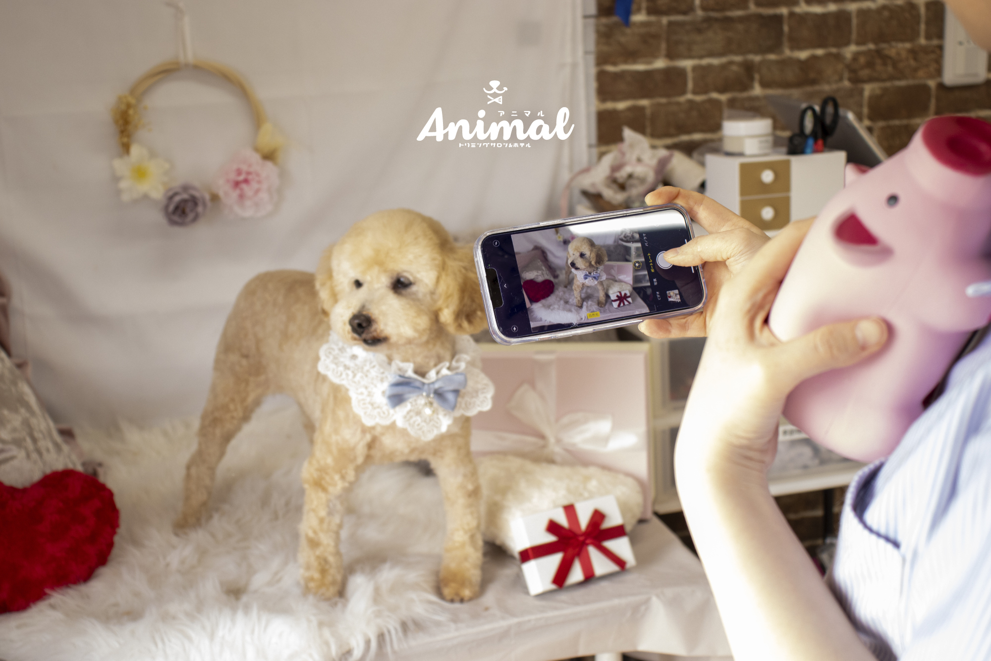 預かりから完成まで。 トイプードルちゃんの変身の裏側を公開！✨当店