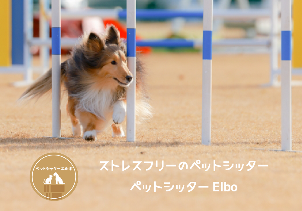 ペットシッターエルボ