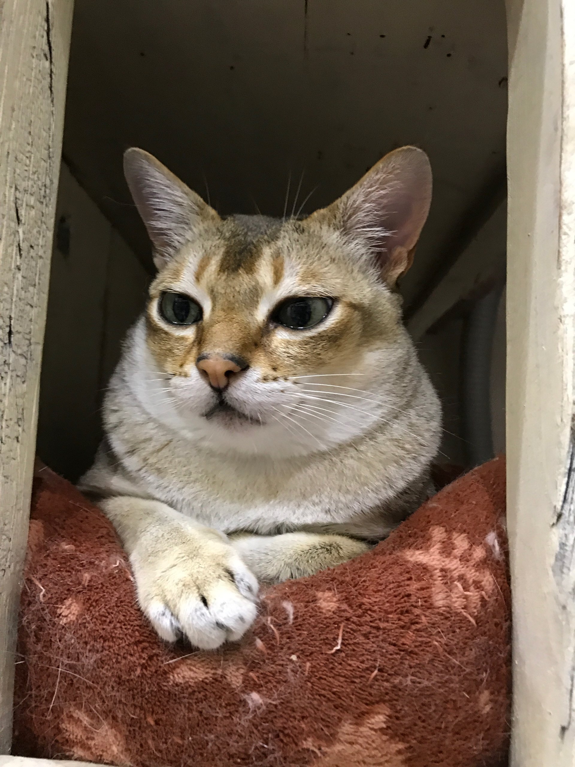 ビッグニュース 17 09 08 福島市鎌田のカフェ トリコ 猫cafe 猫と木 ぼく ビッグニュース 17 09 08 福島市鎌田のカフェ トリコ 猫cafe 猫と木 ぼく