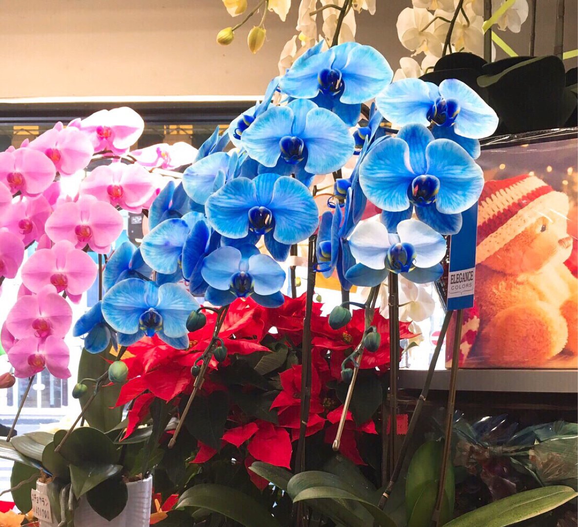 青い胡蝶蘭 16 12 09 福島市のフラワー Fats Man ファッツマン 福島市 花屋 贈り物 花甚
