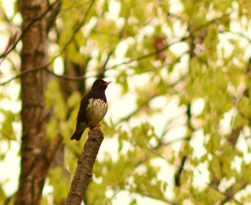 小鳥の森 野鳥情報 14 05 02 福島市で観光なら小鳥の森