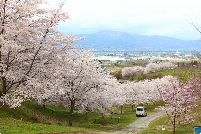 その他お花見スポット 伊達市 福島市 二本松市 伊達郡 川俣町 伊達郡 桑折町 伊達郡 国見町の春 お花見速報21 福島 市 伊達郡 伊達市 二本松市 花見