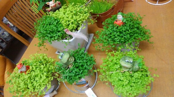 ベビーティアーズ 16 04 21 福島市の花屋フラワーショップ花物語 花束 お祝い プレゼント ベビーティアーズ 16 04 21 福島市の花屋フラワーショップ花物語 花束 お祝い プレゼント