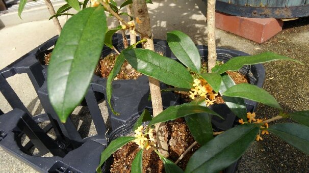 キンモクセイ O 16 09 30 福島市の花屋フラワーショップ花物語 花束 お祝い プレゼント