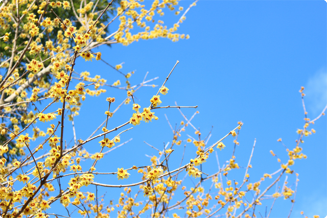 花見山のお花達 16 02 16 花見山公園 福島市 花見 観光 名所 桜 開花 花見山のお花達 16 02 16 花見山公園 福島市 花見 観光 名所 桜 開花