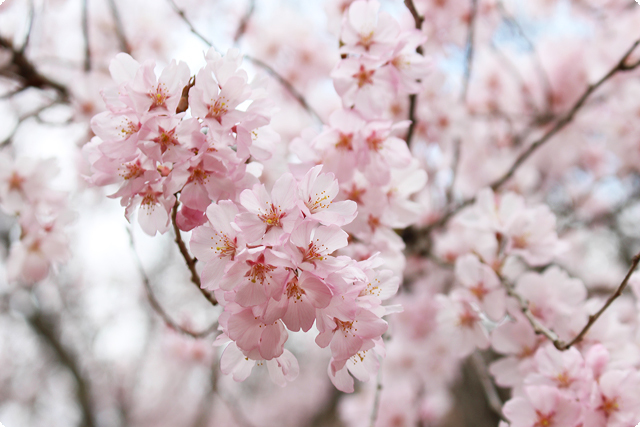 明日から本格始動となります花見山の開花状況をお知らせ 16 04 01 花見山公園 福島市 花見 観光 名所 桜 開花 明日から本格始動となります花見山の開花状況をお知らせ 16 04 01 花見山公園 福島市 花見 観光 名所 桜 開花