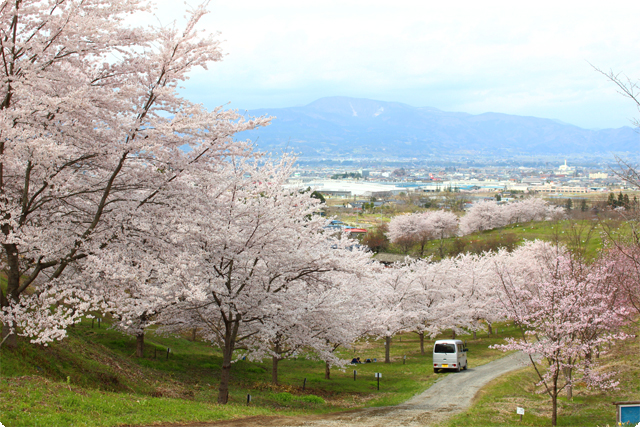 16 04 08 伊達市保原町 紅屋峠の千本桜 を取材してきました 16 04 08 福島県全域の観光 宿泊 レジャー ぐるっとが出会った福島の皆さん ふくみな 福島 伊達 二本松 イベント 写真