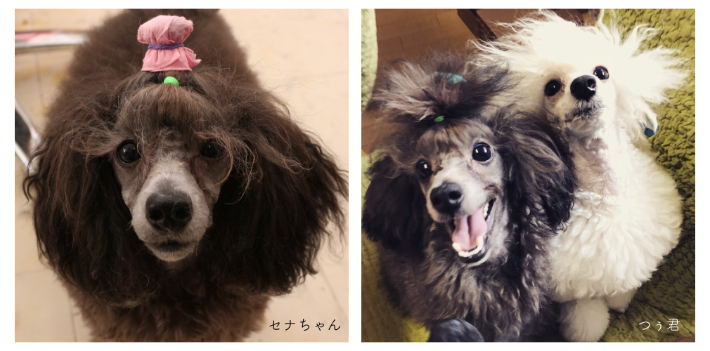 セナ&つぅ